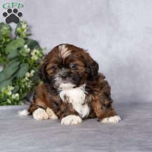 Cutie, Shih Tzu Puppy